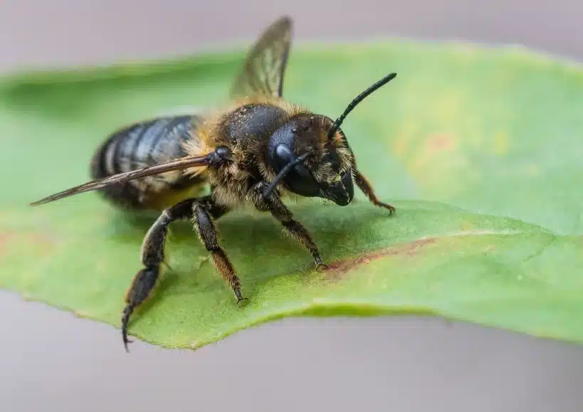 Abejas cortadoras de hojas