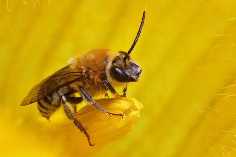 Abejas de las calabazas