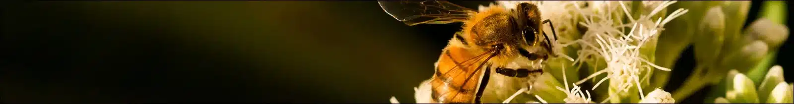 A bee on a flower