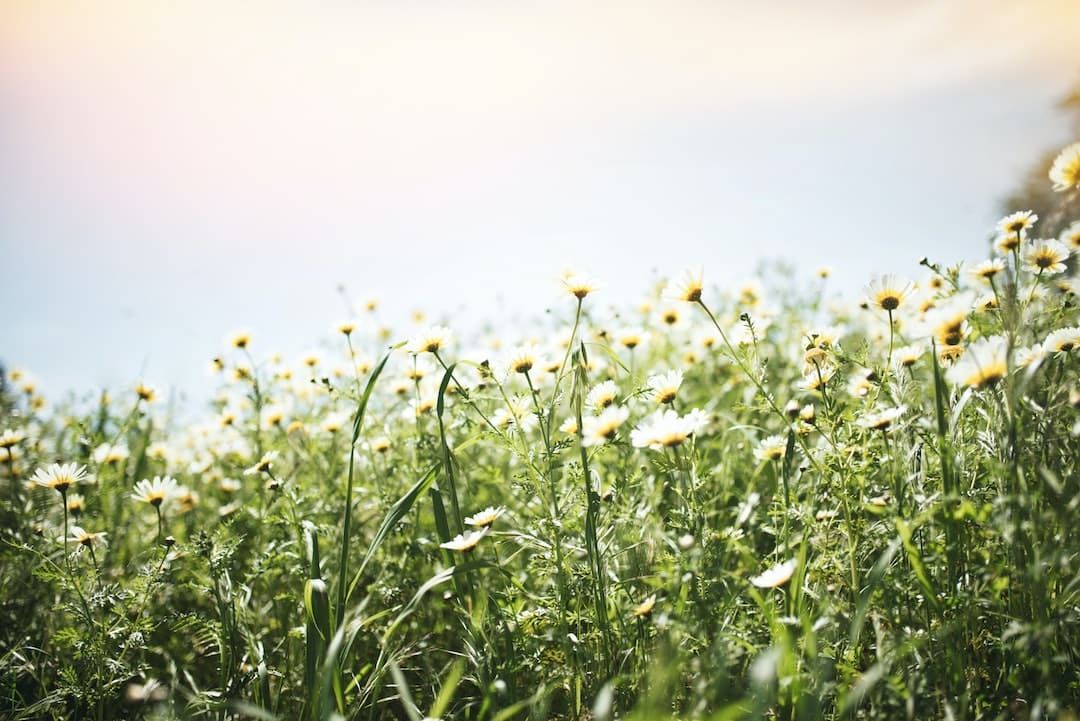 Daisy's