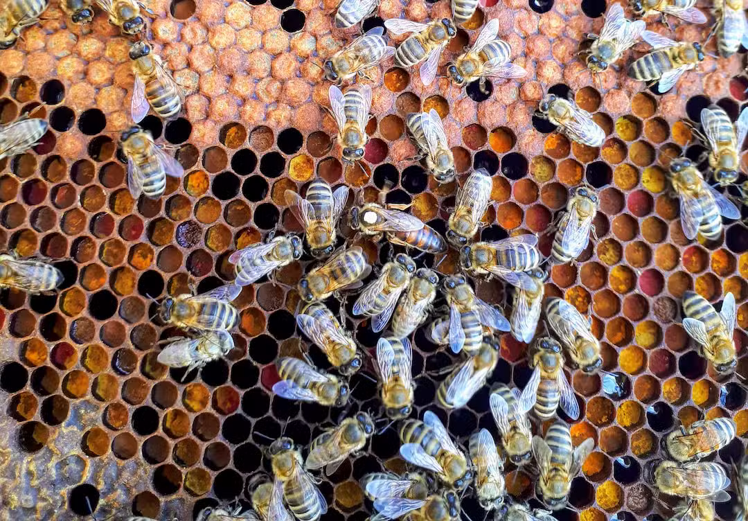 Honey bees working together on a wax comb