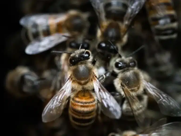 Bees