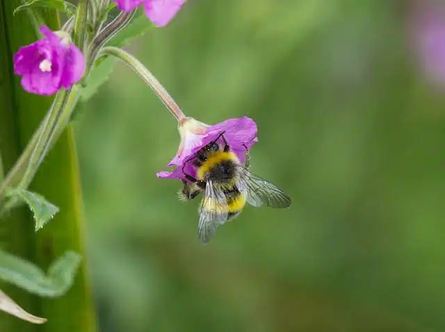 Un estudio revela una “lista de verificación” de más de 500 especies de abejas en Minnesota