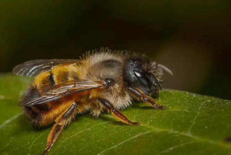 Abeja albañil