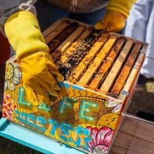 Bee Home