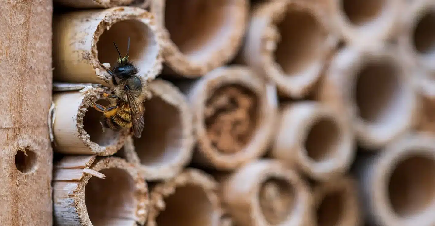 Bee hotels boost native bee populations in Oklahoma