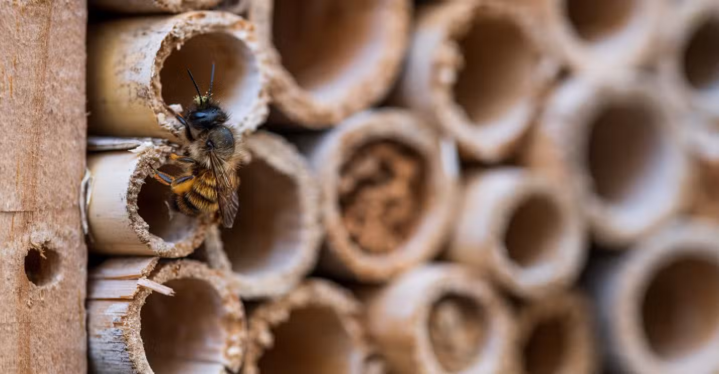 Bee hotels boost native bee populations in Oklahoma