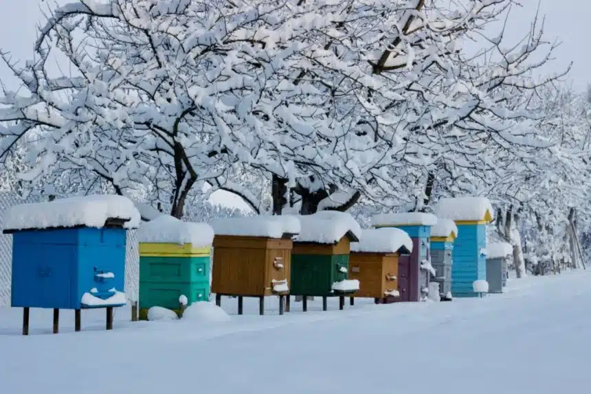 Beehives in the winter snow