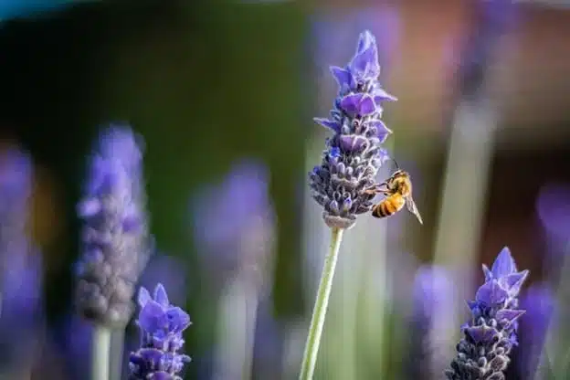 Nature Lovers Rejoice: Texas Bill Aims To Help Save the State’s Bees