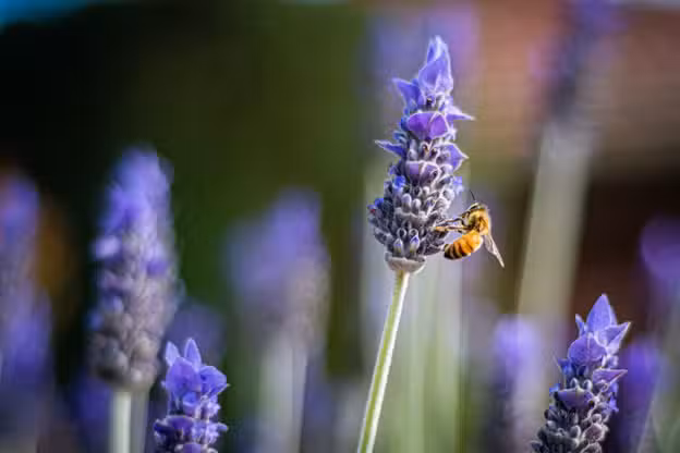 Nature Lovers Rejoice: Texas Bill Aims To Help Save the State’s Bees