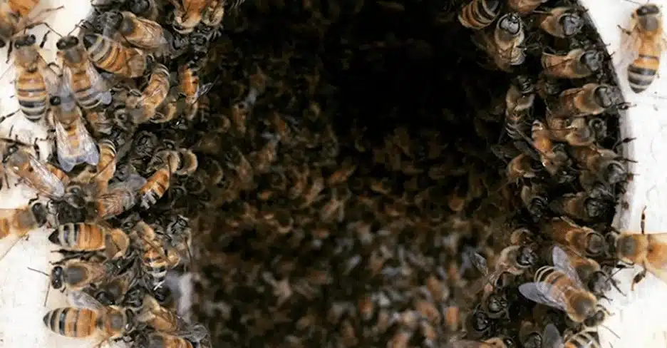 Bees in the Snow