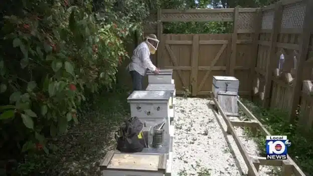 Deerfield Beach bulle de esfuerzos para salvar a las abejas
