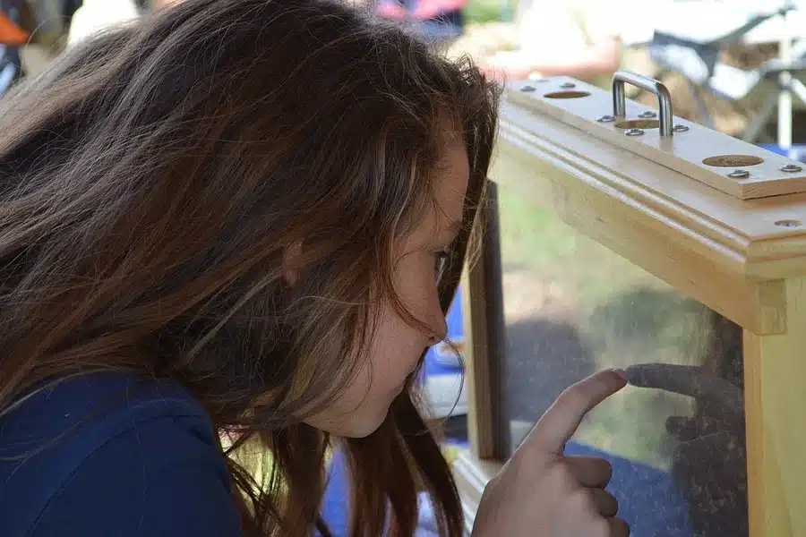 Girl loooking at an Observation Bee box