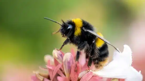 Save The Bees News