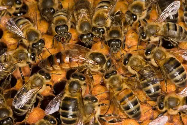 UNM alumnus research: Will climate change affect bees in the Southwest?