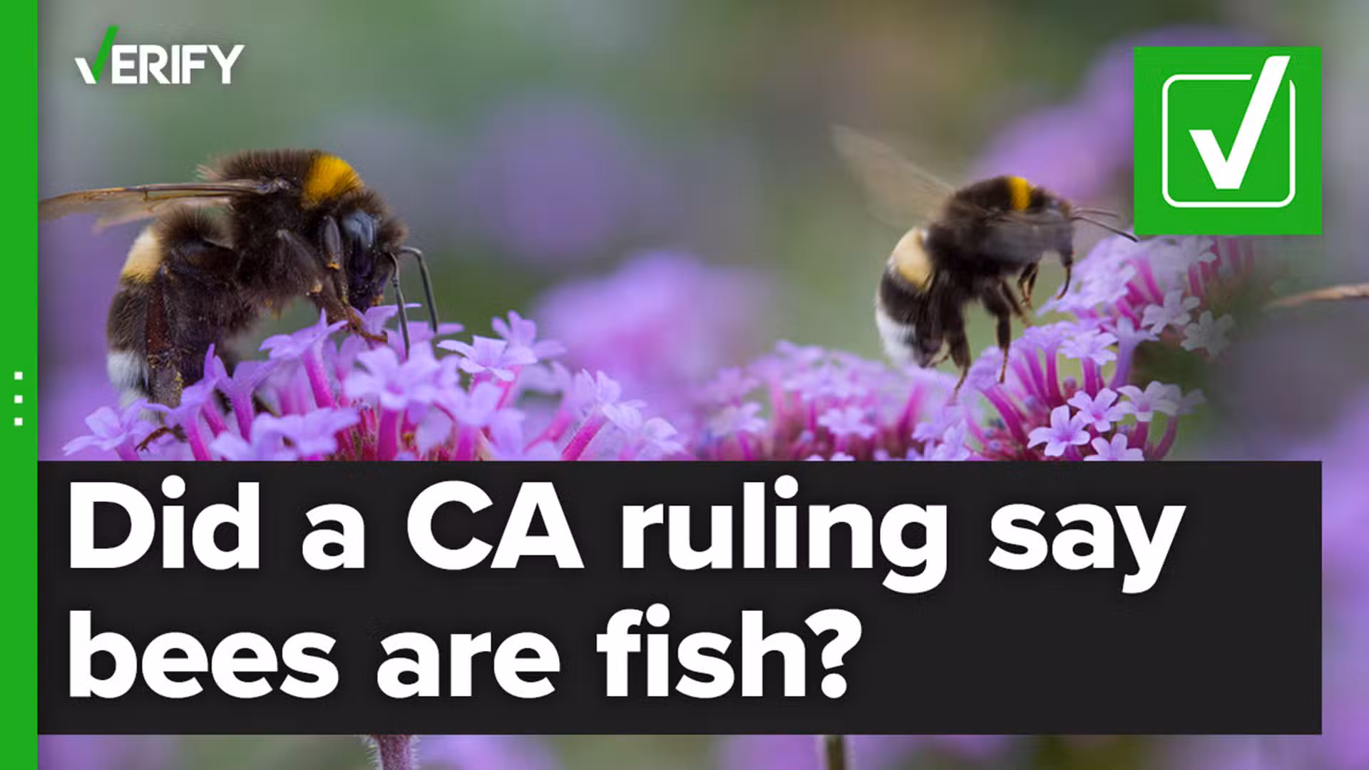 A California court decision—bees are fish—shines new light on the biodiversity crisis