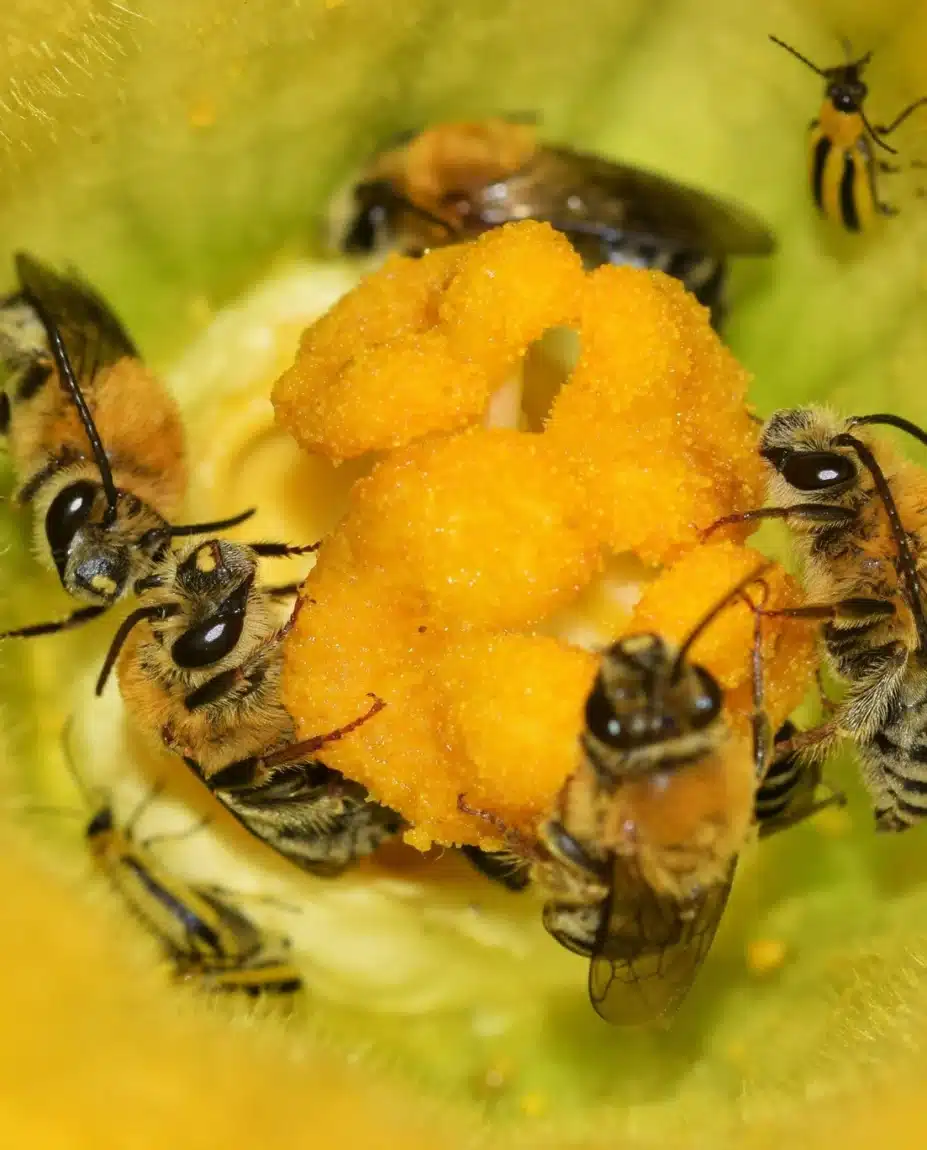 Abeja de las calabazas