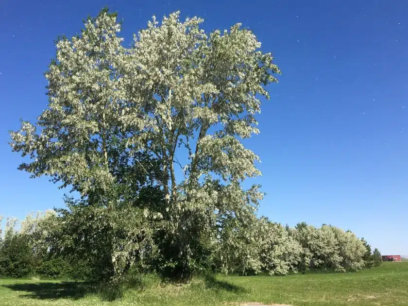 Cottonwood Tree
