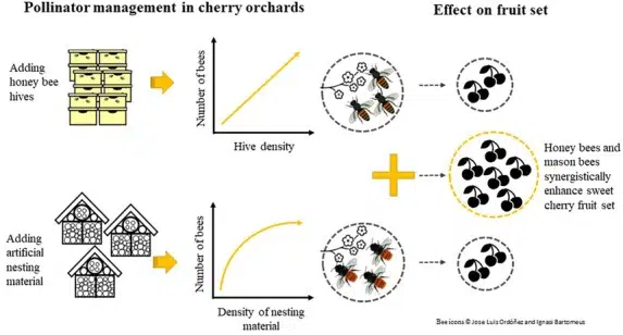 Representación del estudio sobre abejas albañiles y abejas melíferas