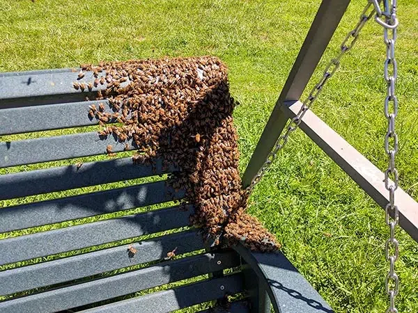 Los enjambres de abejas melíferas mantienen ocupados a los apicultores de Kansas: qué hacer si ve uno