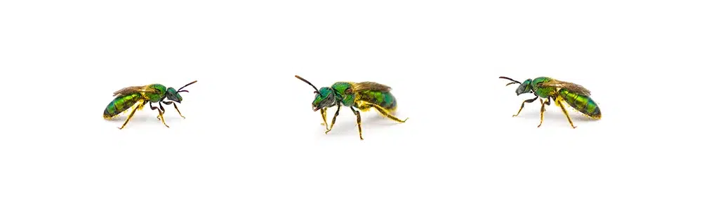 Sweet Bees