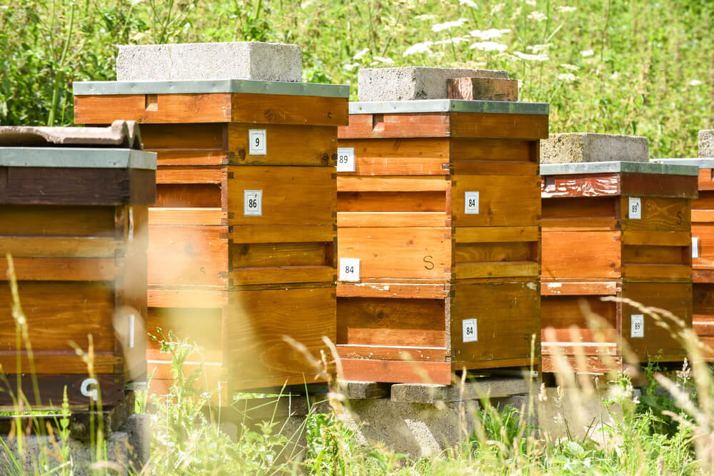 Bee Boxes for Adopt A Hive Program
