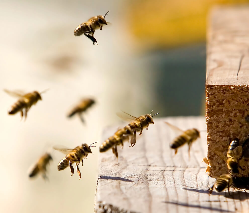 Adopt A Hive  Bees going home