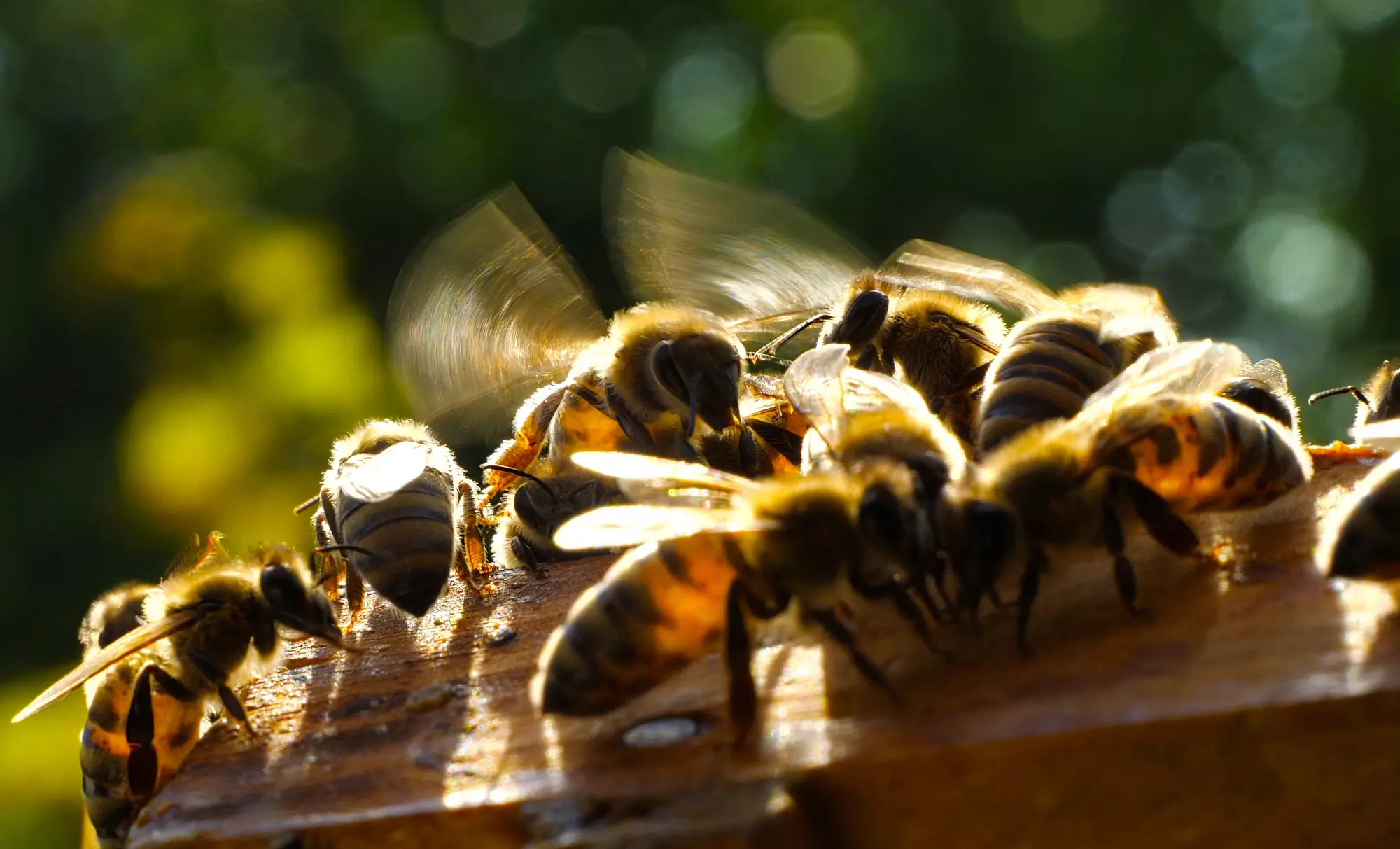 Group of bees in the light with green background