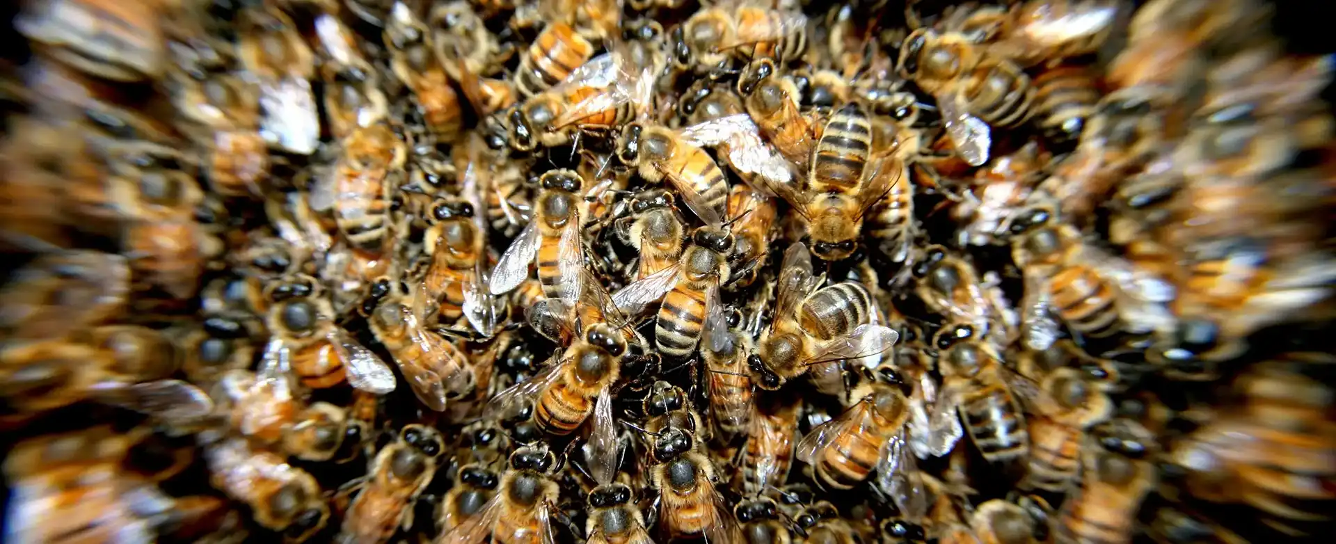 Bees in a cluster