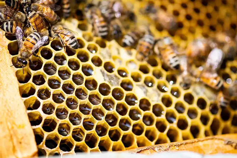 Bees and Honeycomb