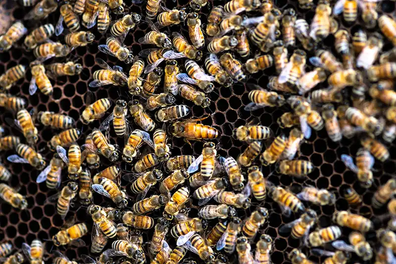 Bees and The Queen 3