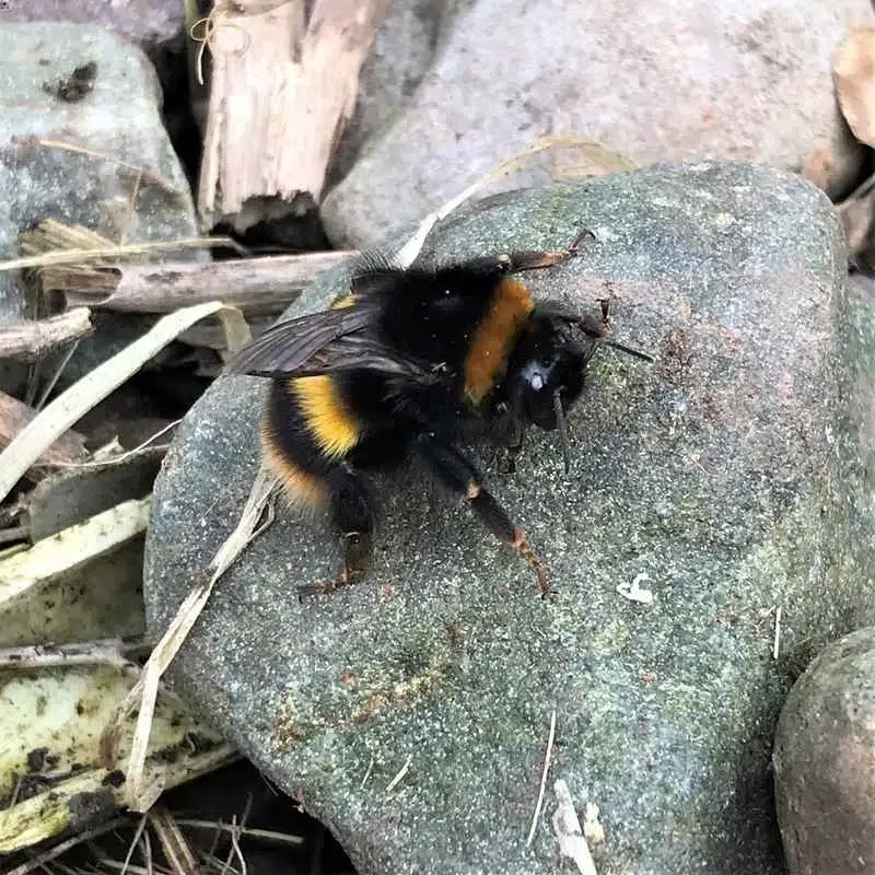 Bumblebee in the cold