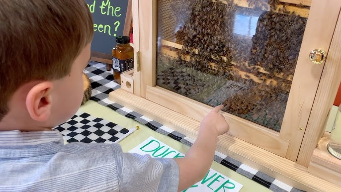 Observation Hive Teaching