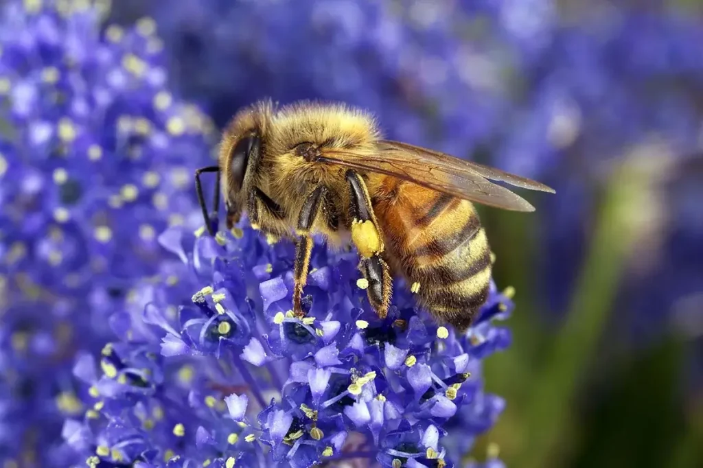 Abeja tomando néctar
