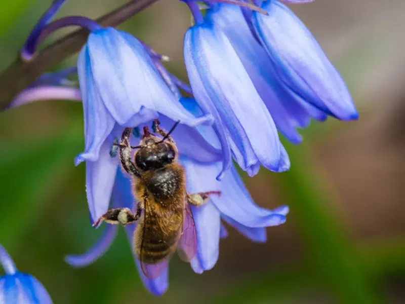 Native bee gathering pollen from a flower