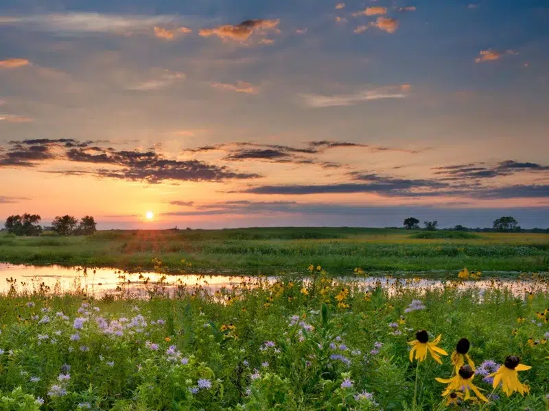 Pollinator habitat at sunset under a changing sky