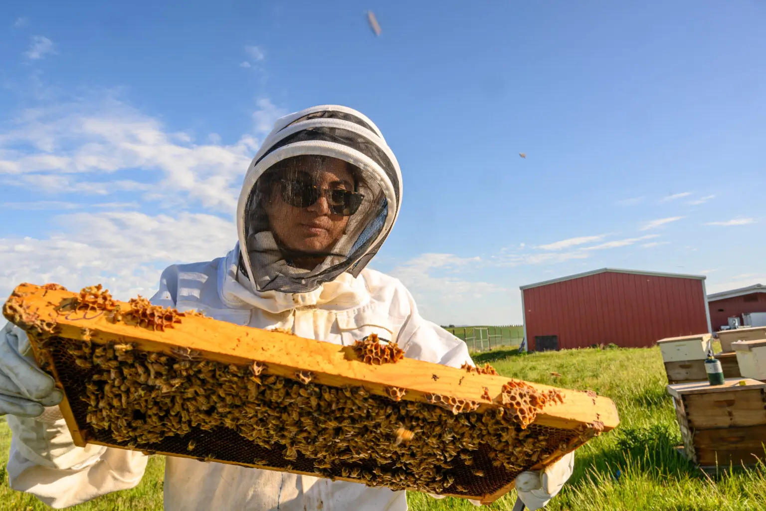 Bees on the brink