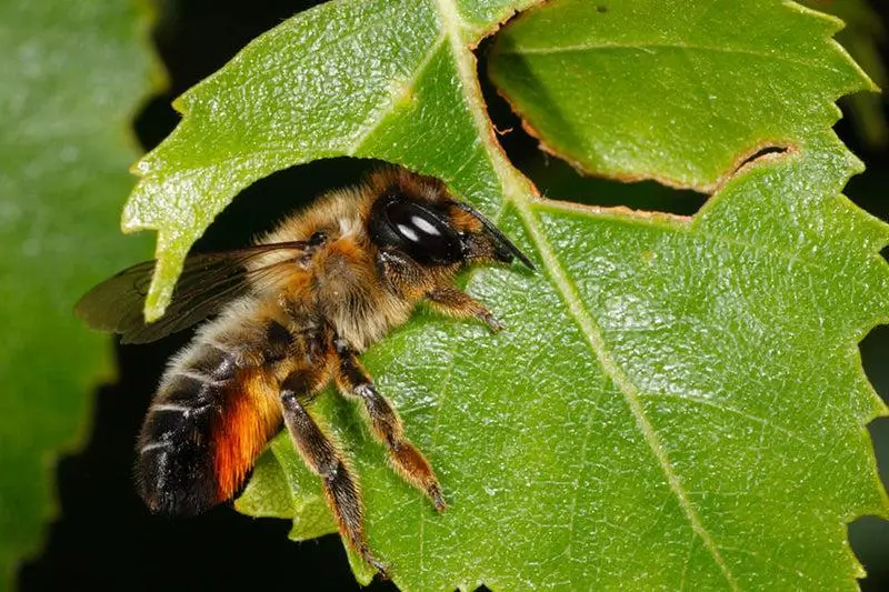 Leafcutter Bee 1 | Save The Bees Leafcutter Bee on a green leaf