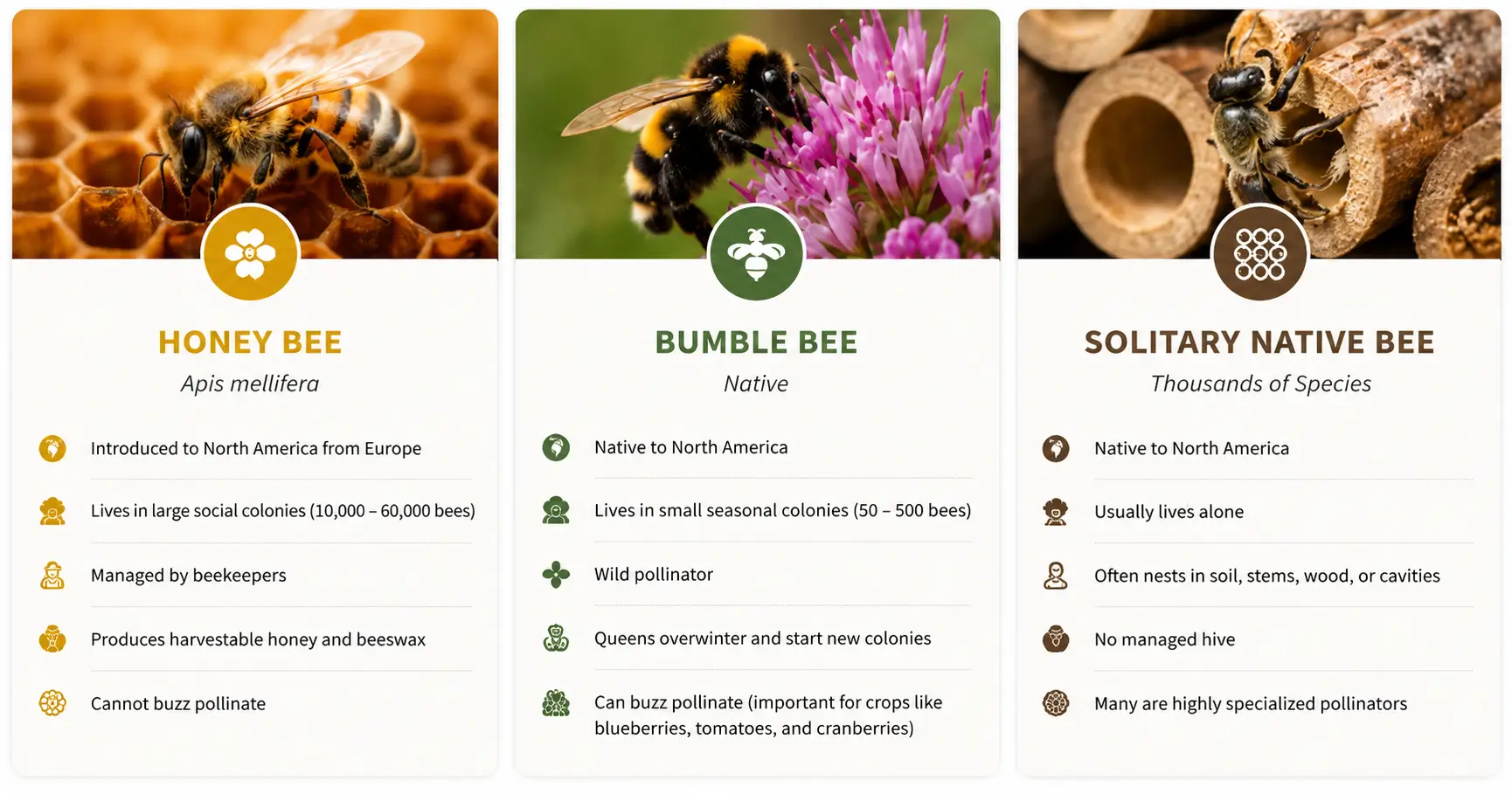 Bee differences