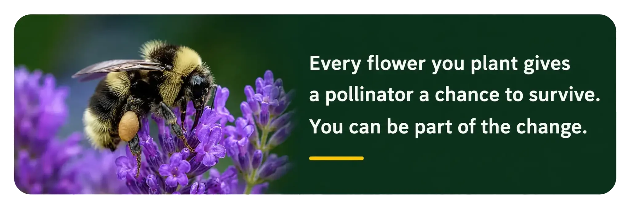 bumblebee on a flower