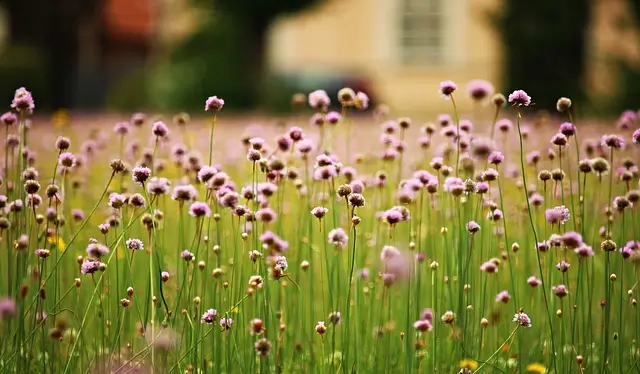 flowers blooming in a field