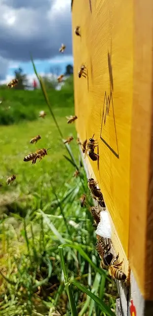 Adopt A Hive Bees going home