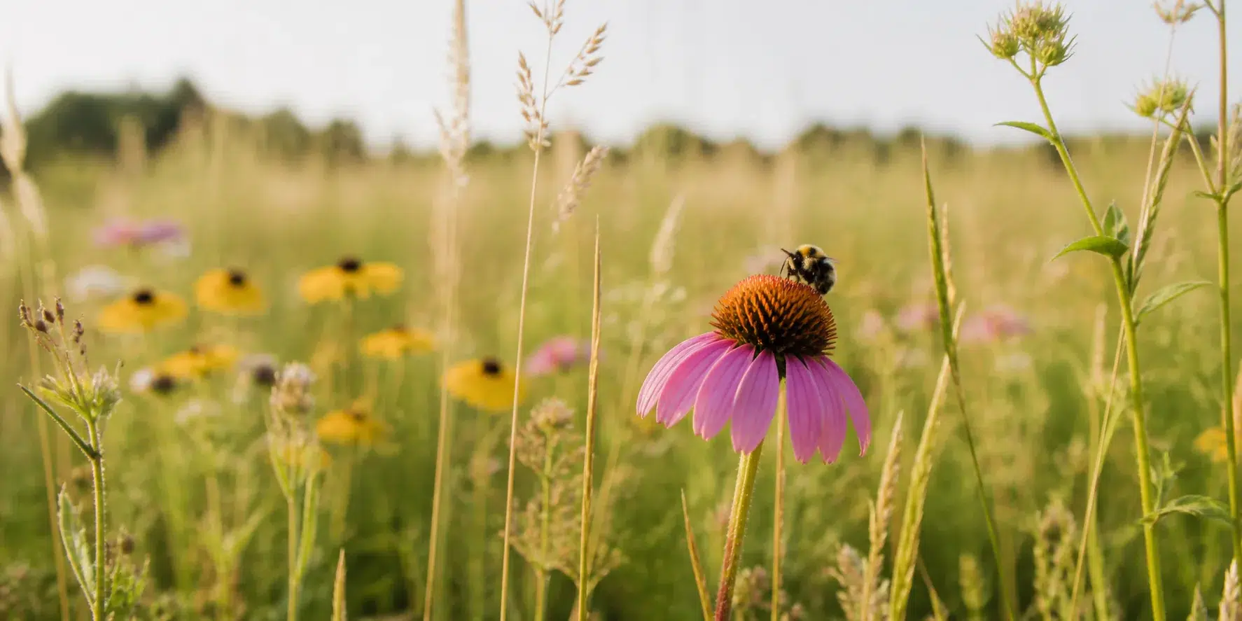 Bumblebee on a purple coneflower in a native pollinator meadow